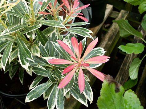 Pieris Flaming Silver Thompsons Plants And Garden Centres