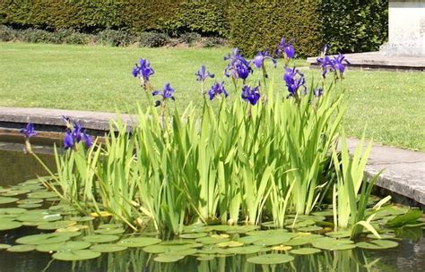 How To Plant Water Iris Plants In A Backyard Pond