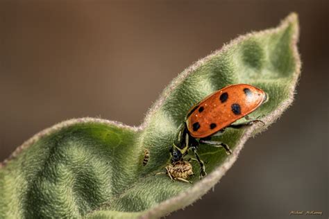 Good Vs Bad Ladybugs In Your Garden And How To Tell The Difference