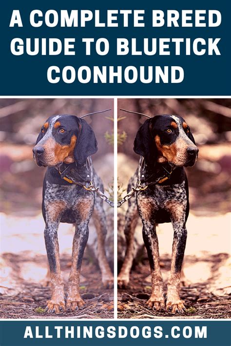 Bluetick Coonhound Breed Bluetick Coonhound Coonhound Breeds