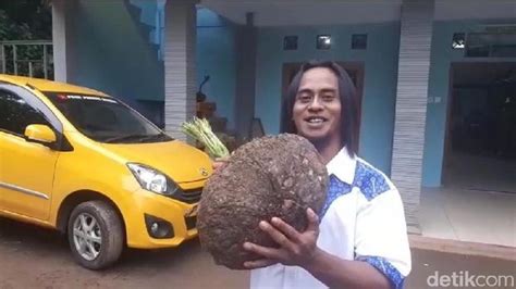 Paidi menejelaskan bahwa untuk lahan satu hektar jika ditanami porang semuanya, dalam kurun dua musim atau sekitar 2 tahun, ia bisa mendapatkan yang rp 800 juta. Seluk-beluk Tanaman Porang: Manfaat, Harga, dan Budidaya