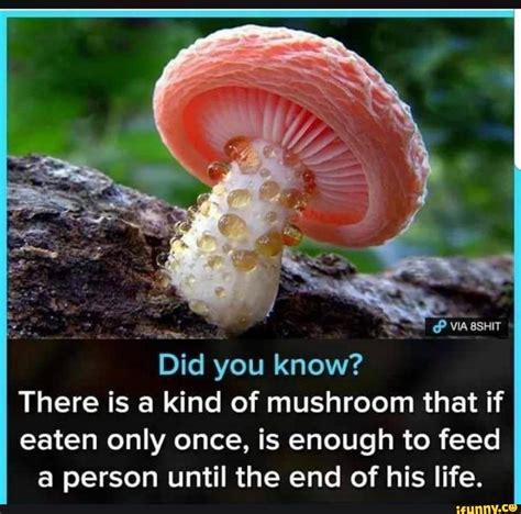 ~ Wa Did You Know There Is A Kind Of Mushroom That If Eaten Only Once