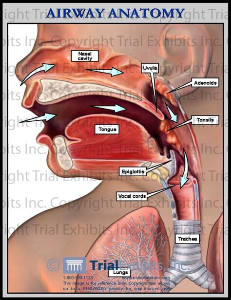 Ear Nose Throat Diagram
