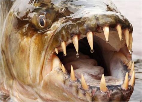 Top Terrifying Killer Fish Funzug