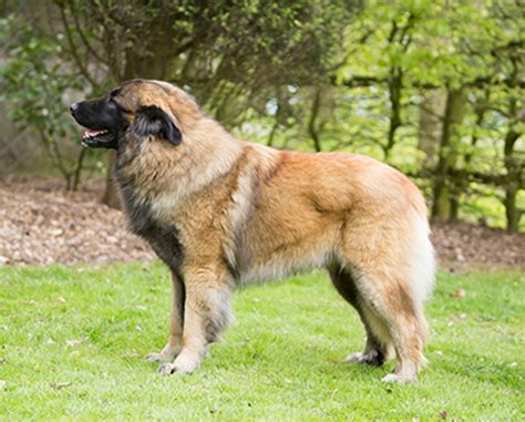 Estrela Mountain Dog Breeds A To Z The Kennel Club