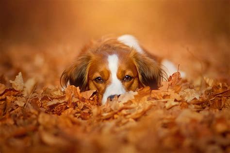 Autumn Pets Fall Dogs Hd Wallpaper Pxfuel