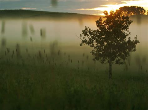 Hintergrundbilder Baum Nebel Morgen Dämmerung Degradierung