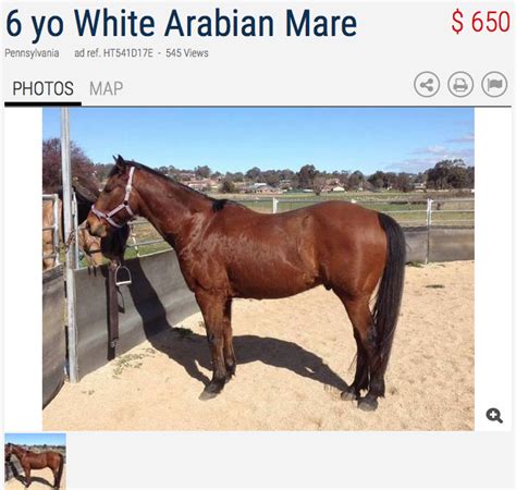 horses for sale in michigan craigslist - Main Event Weblog Pictures