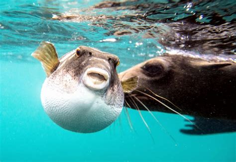 Pufferfish Ocean Treasures Memorial Library