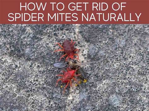How To Get Rid Of Spider Mites Naturally Greenhouse Today