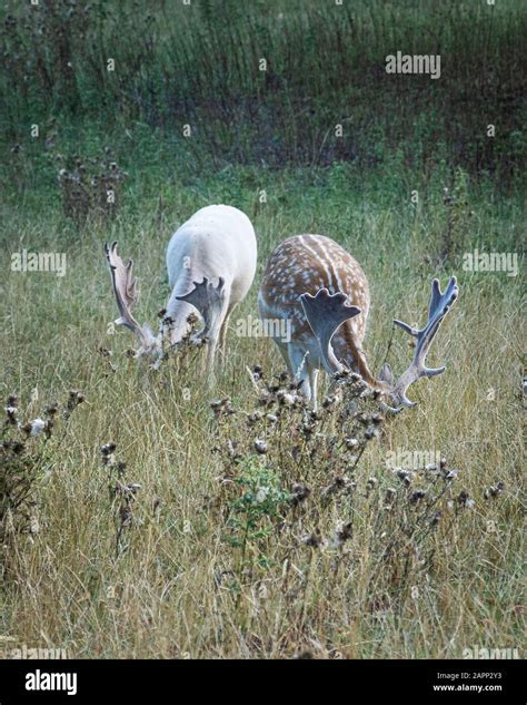 Two Stags One Common Fallow Deer And One White Fallow Deer Grazing In