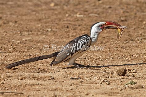 Locust Bird Liberal Dictionary