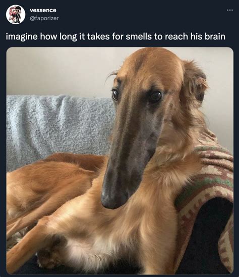 Imagine How Long It Takes For Smells To Reach His Brain Long Face Dog