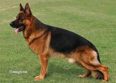 The German Shepherd Dog Red German Shepherd German Shepherd Dogs