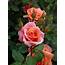 Fragrant Plant Gift Rose Delight By Giftaplant 