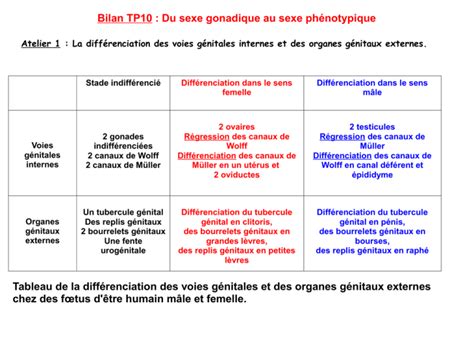 La Différenciation Des Voies Génitales Internes Et Des Organes