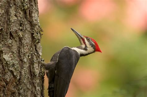 The Pileated Woodpecker Into The Light Adventures Bird Photography