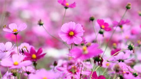 Best Collection Beautiful Flowers Wallpapers For Your Desktop