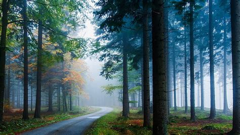 Path Between Long Green Leafed Trees With Mist In Forest Nature Hd