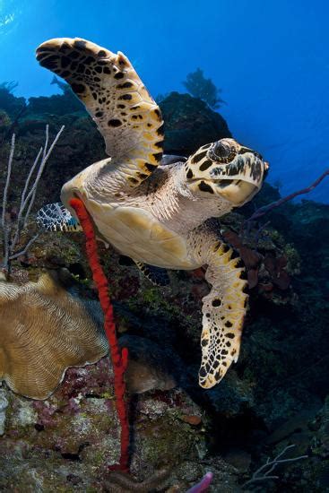 Hawksbill Turtle Eretmochelys Imbricata On A Reef Wall With A Rope
