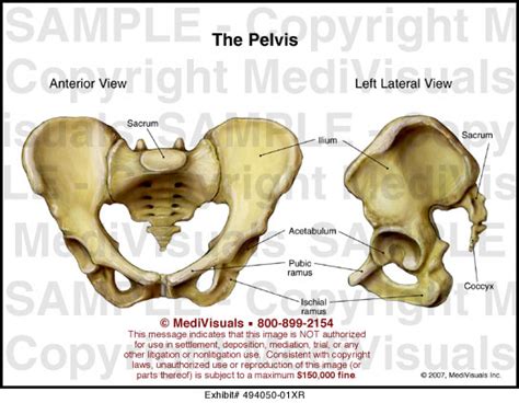 Medivisuals The Pelvis Medical Illustration