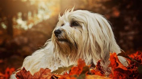 Interesting facts about Havanese dogs | Just Fun Facts
