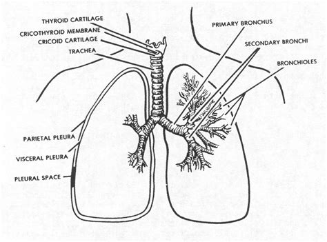 Images 07 Respiratory System And Breathing Basic Human Anatomy