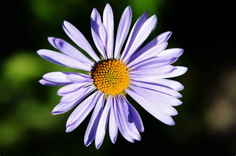Gambar Alam Mekar Menanam Daun Bunga Berkembang Musim Panas