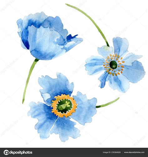 Beautiful Blue Poppy Flowers Isolated White Watercolor Background