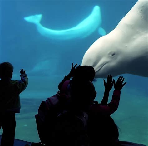 Vancouver Bc Aquarium Beluga Whale Give Me A Kiss Flickr