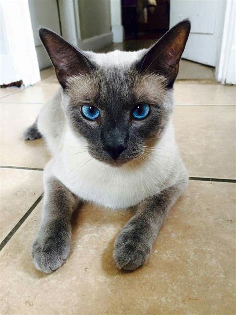 Blue Point Tonkinese Kittens Siamese Cats Cats And Kittens Blue Point Siamese Cat