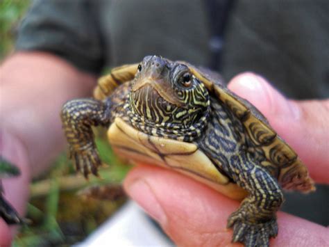Pet Turtles For Kids Should You Get One Pethelpful