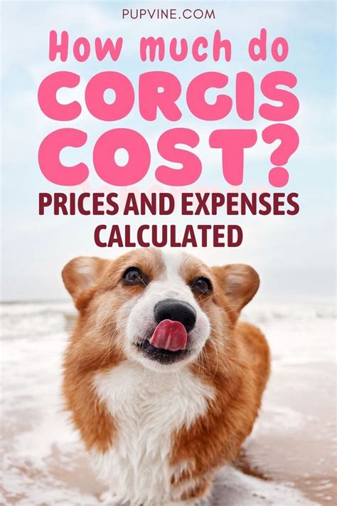 How Much Do Corgis Cost Prices And Expenses Calculated Corgi Corgi