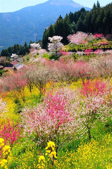 Sakura Tree In Bloom Photo Free Flower Image On Unsplash In 2020