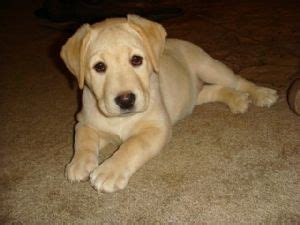 He rode in a van all the way from indiana! Yellow labrador puppies indiana | Dogs, breeds and everything about our best friends.