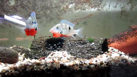 Firemouth Cichlid Fry Youtube