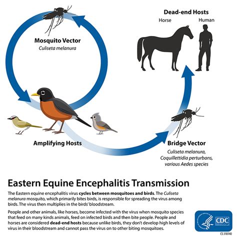Transmission | Eastern Equine Encephalitis | CDC