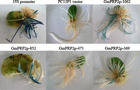Transgenic organisms have also been developed for commercial purposes. GmPRP2 promoter drives root-preferential expression in ...