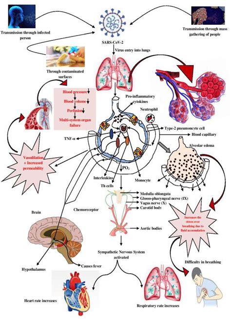 An Illustrated Pathophysiology Of Sars Cov 2 Download Scientific