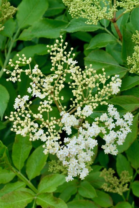 Picking Elderflowers Recipe Ideas Vegan On Board