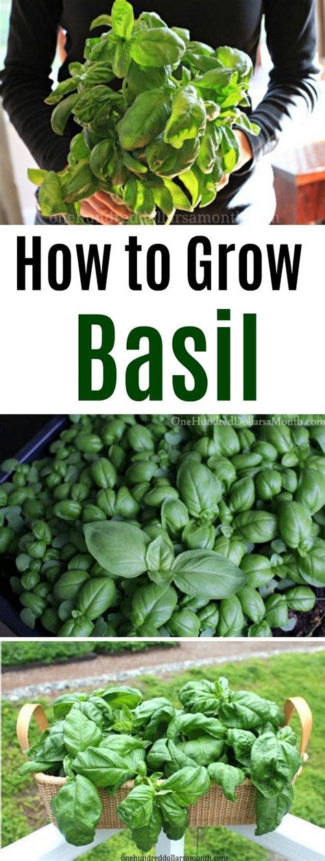 How To Grow Basil Start To Finish Growing Basil Basil Garden