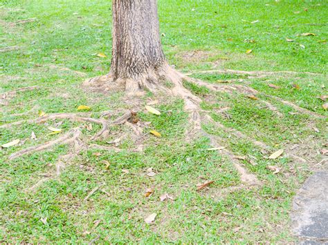 Non Invasive Root Trees Rona Mantar