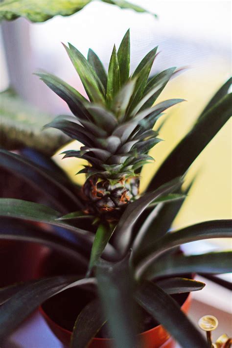 Coconut — Baby Pineapple Plant