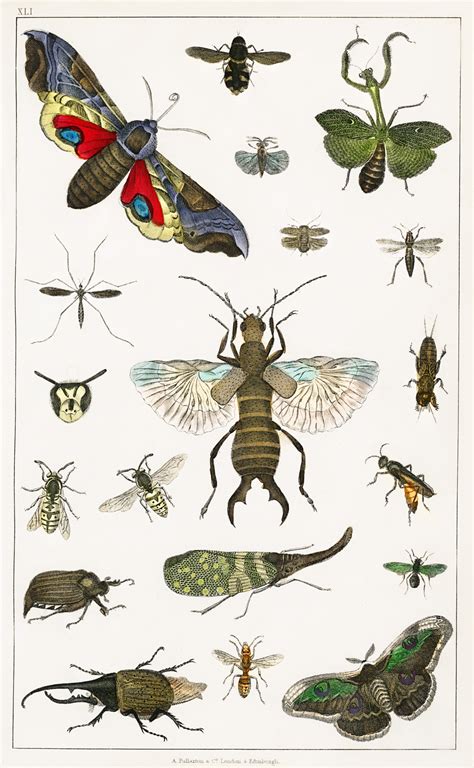 Insects Vintage Art Old Free Stock Photo Public Domain Pictures