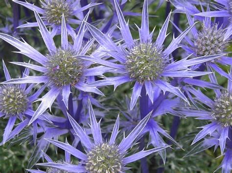 30 Best Flowers For Drying Gardening Channel