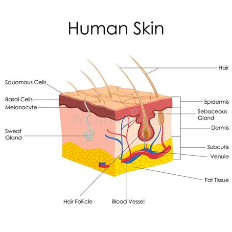Human Skin Anatomy Stock Vector Illustration Of Layer