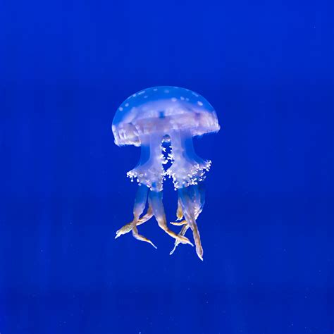 Download Wallpaper 3415x3415 Jellyfish Tentacles Swim Underwater