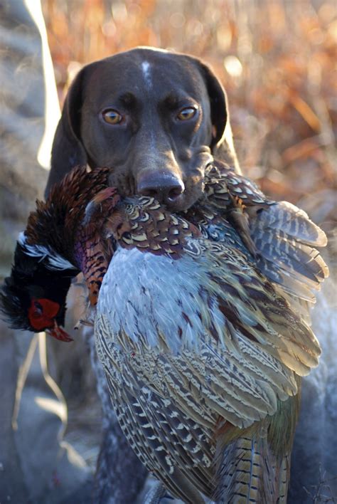 Adventures Of A Gsp Hunting Dog Black Friday Pheasant Hunt