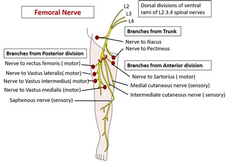 Femoral Nerve Origin Root Value Branches And Structures Innervated