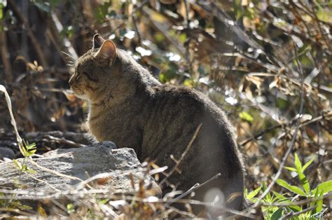 De Paseo Por La Naturaleza Hibridación En El Gato Montés